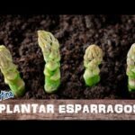Guía para Comprar Productos de Cultivo Hidropónico en Alcorcón