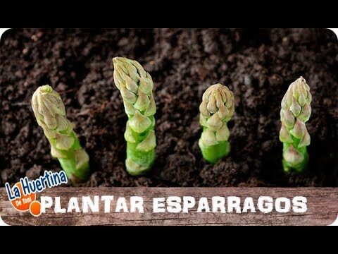 Gu&iacute;a de compra de productos para compostaje en Fuenlabrada