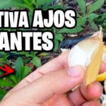 Guía para Comprar Productos de Cultivo Hidropónico en Alcorcón