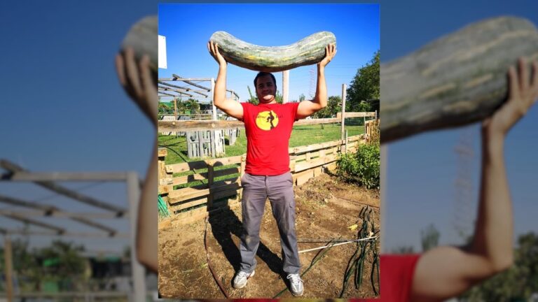 Guía para encontrar productos ecológicos en Alcorcón