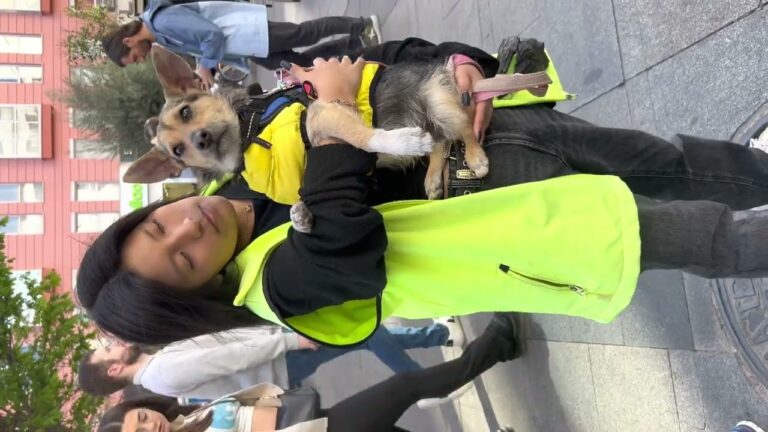 Normativas para la tenencia de perros en Getafe
