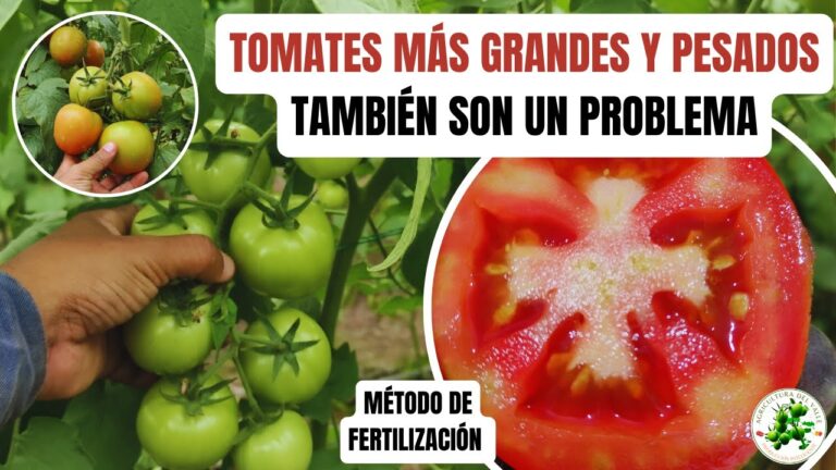 Gu&iacute;a para Comprar Productos de Cultivo Hidrop&oacute;nico en Alcorc&oacute;n